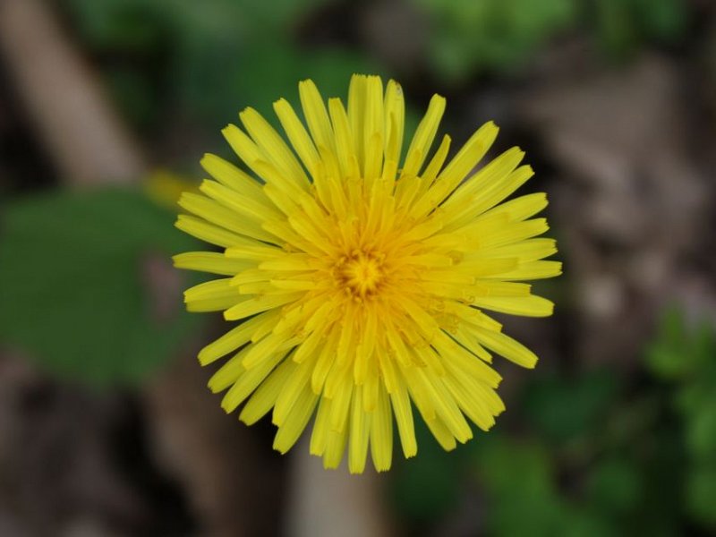 Lets hear it for dandelions